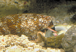 Cone Snail